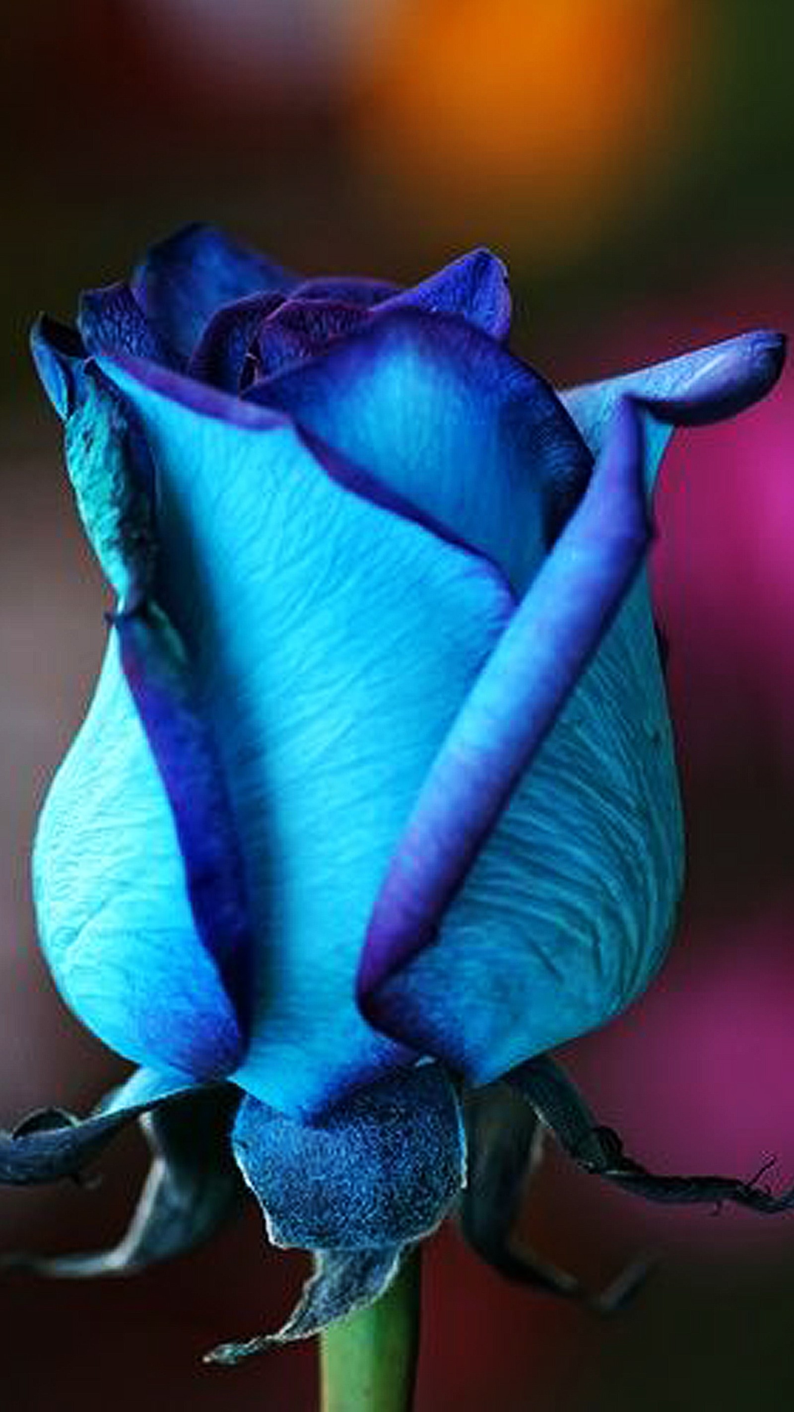 A close up of a blue rose with a blurry background (blue, flower, rose)