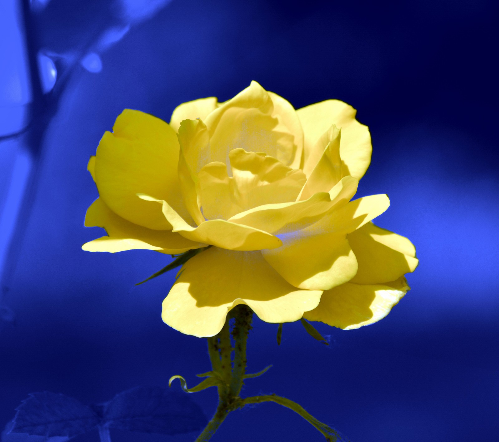 Yellow rose with a blue background (bright, colorful, flower, happy, yellow)