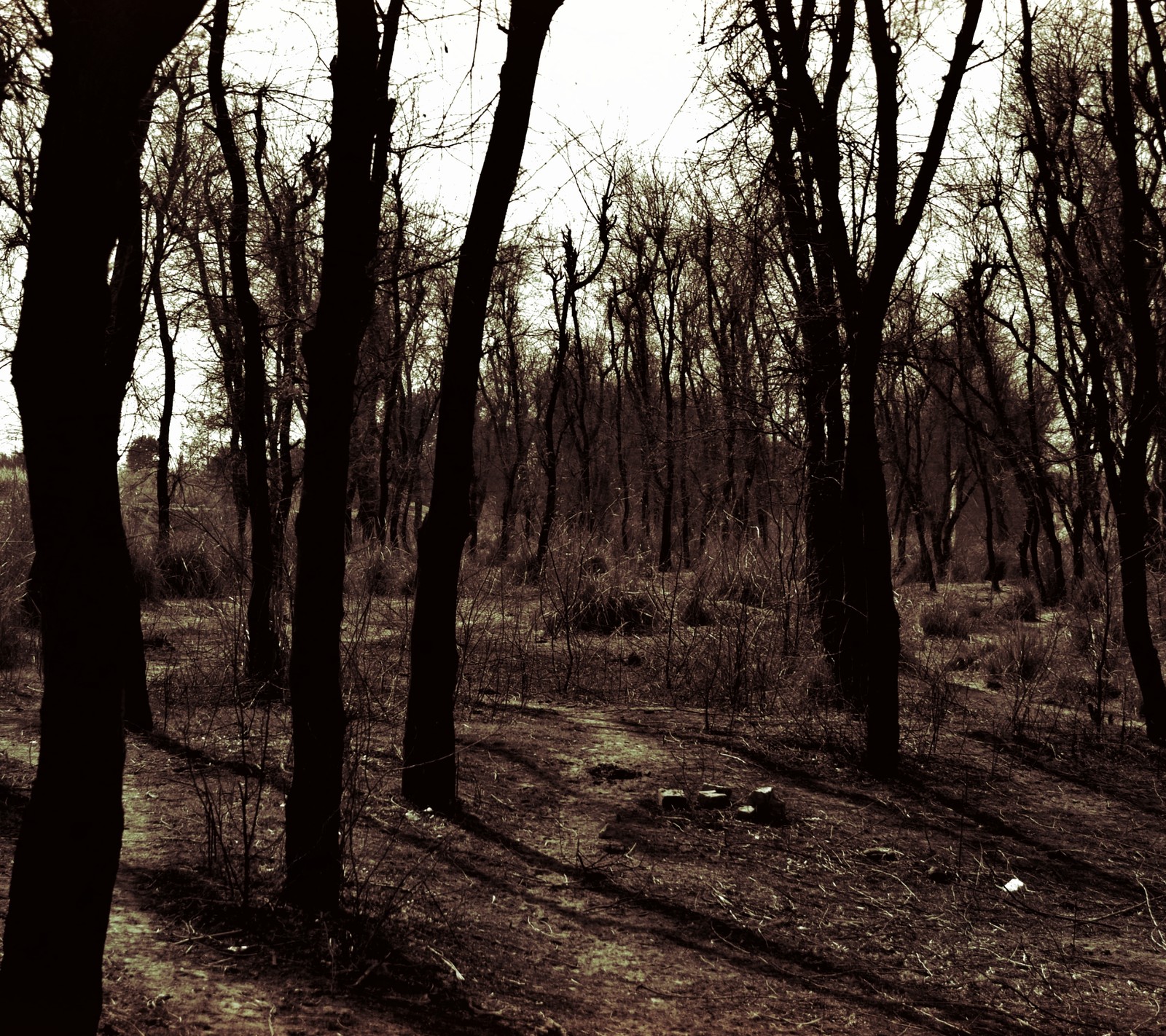 Trees in a forest with a bench and a bench in the middle (forest, horror)