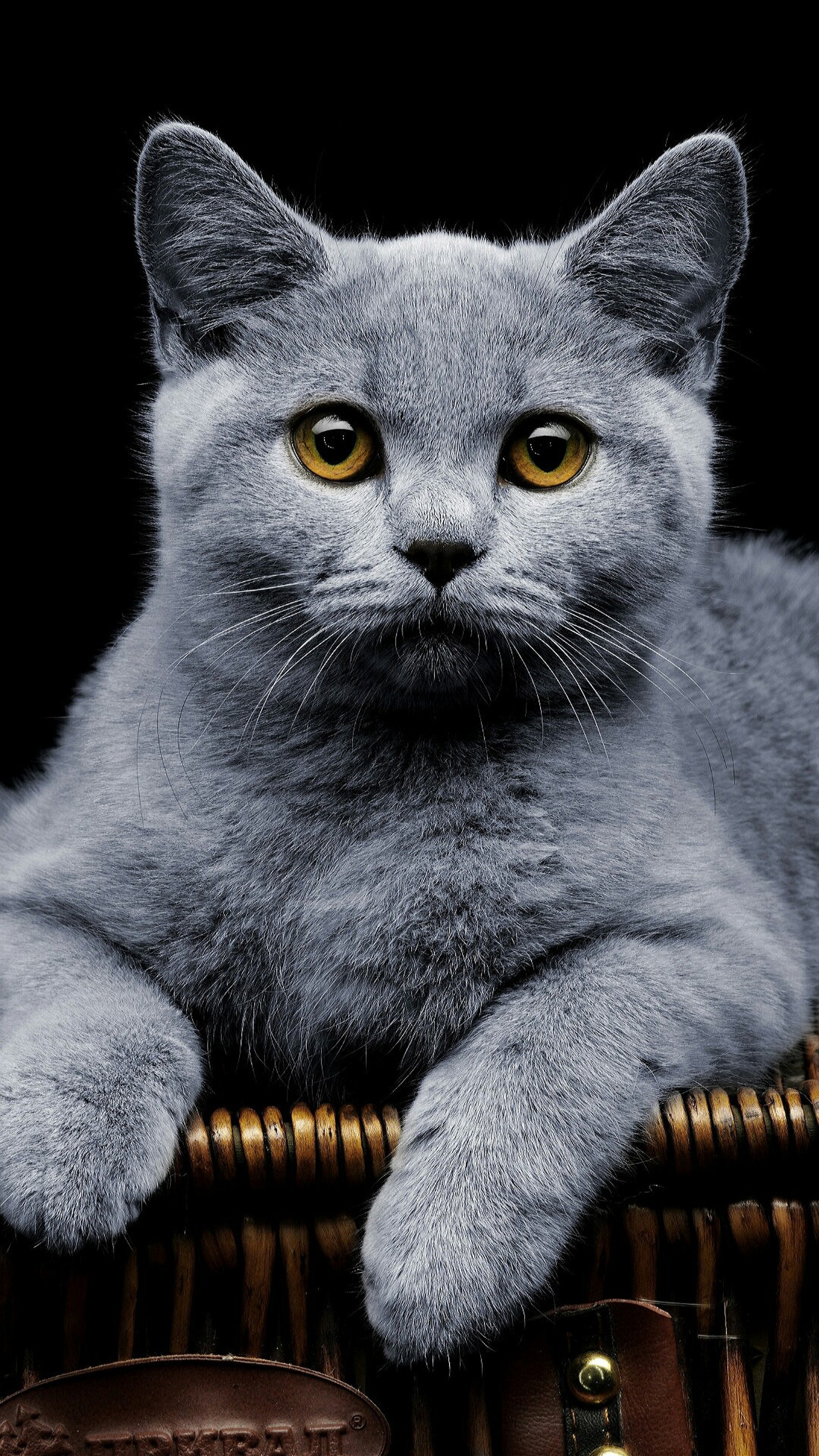 Hay un gato sentado en una cesta con un fondo negro (animal, cat, lindo, gatito, miau)