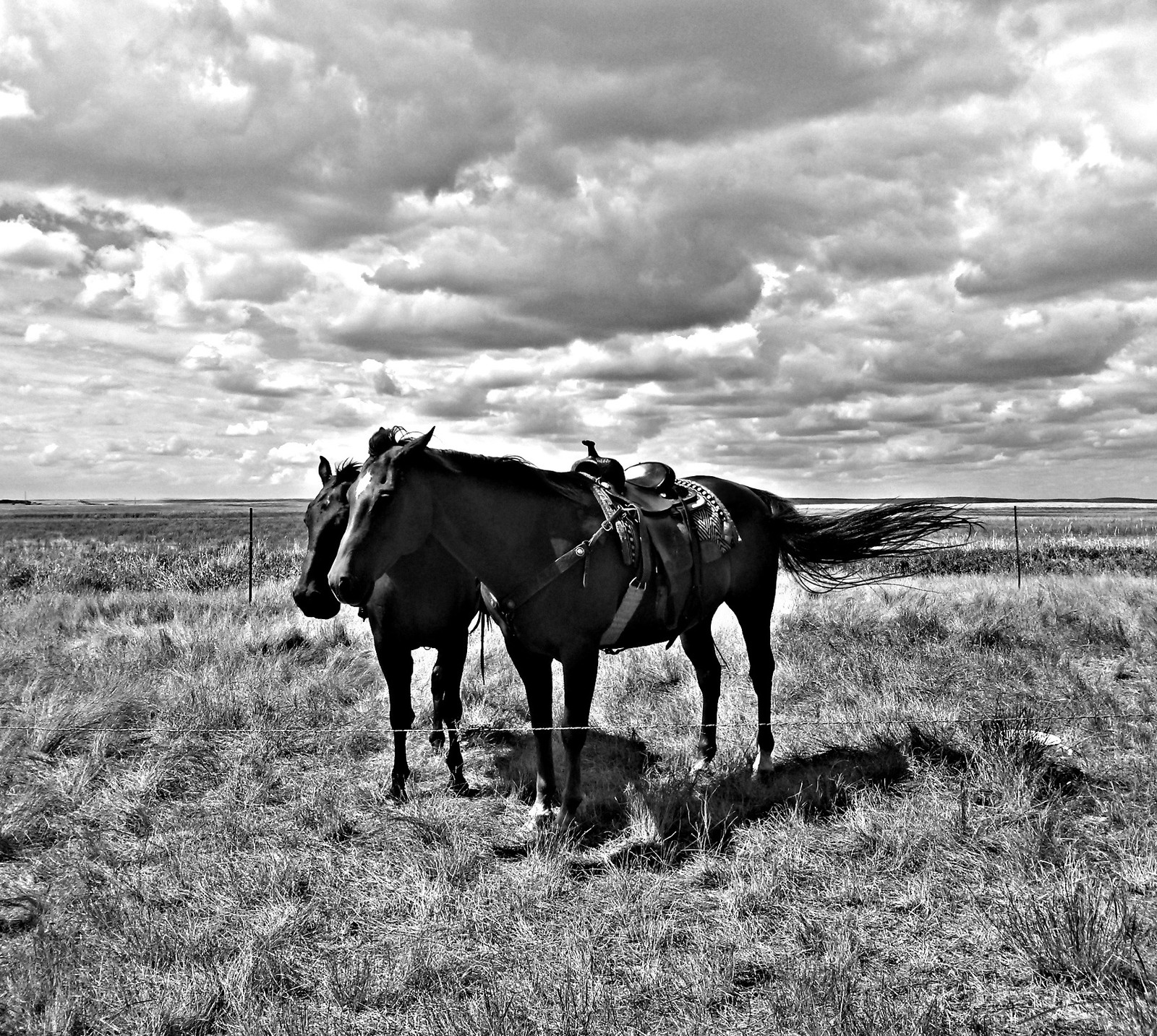 Un caballo de pie en un campo con una silla de montar (bw, vaquero, caballo, caballos, pradera)