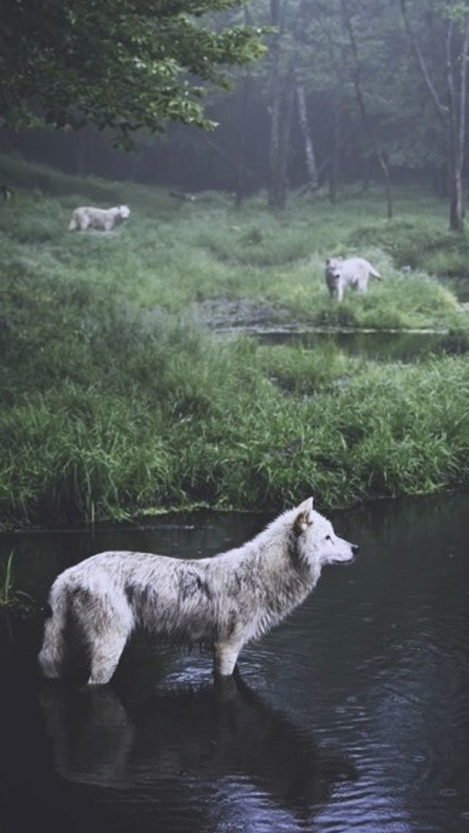 There are many white wolfs in the water near a stream (dog, forest, wolf, wolves)