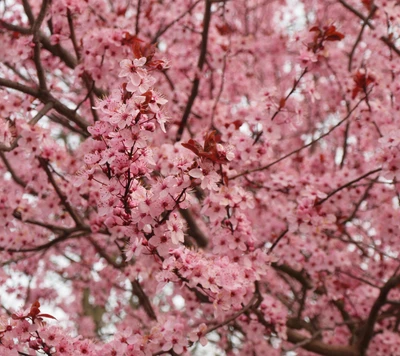 Flores de cerejeira vibrantes florescem na primavera