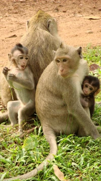 angkor wat, cambodia, monkeys wallpaper