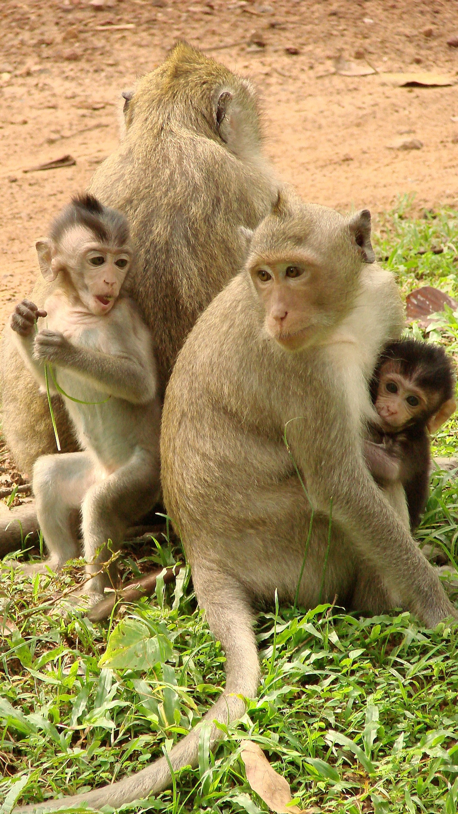 Three monkeys sitting on the ground with one of them holding a baby (angkor wat, cambodia, monkeys)