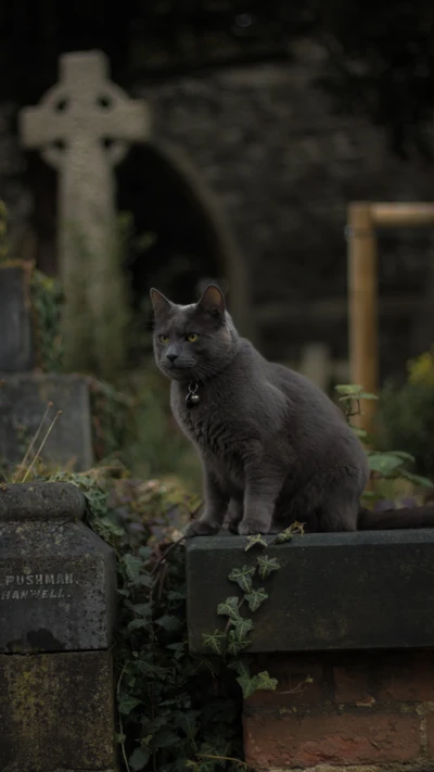 Gato gris espeluznante en un cementerio embrujado