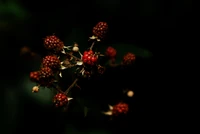 Reifende Brombeeren umgeben von dunklen Blättern