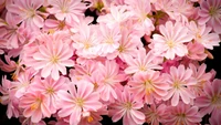 Lebendige pinke Blüten von Chrysanthemen in voller Blüte