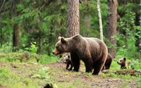 animal terrestre, oso grizzly, oso negro americano, oso pardo, oso