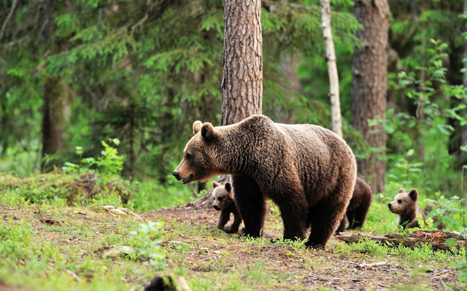 There are two bears walking in the woods together (terrestrial animal, grizzly bear, american black bear, brown bear, bear)