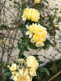 Rosas de repolho amarelas em flor entre a vegetação exuberante