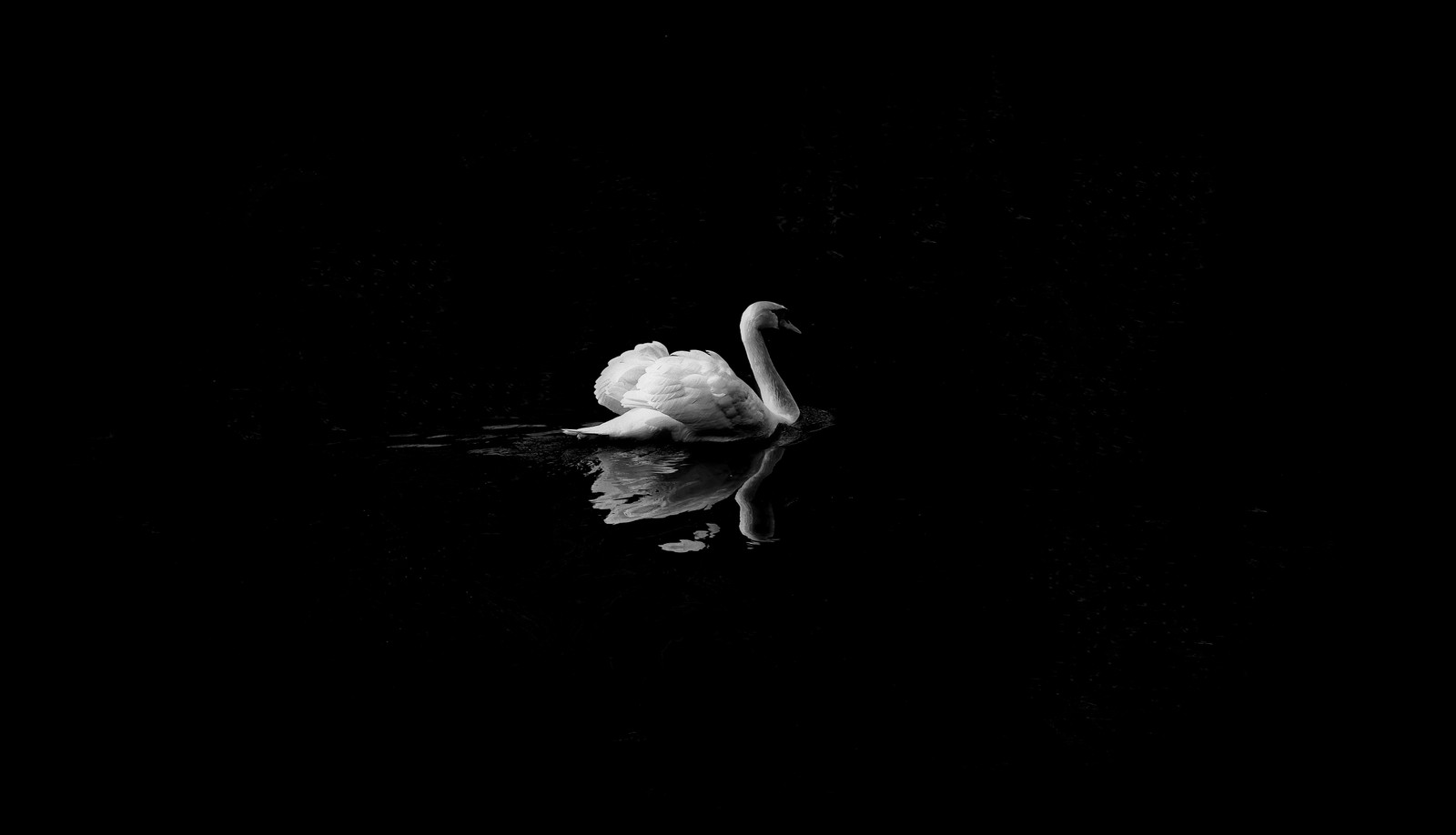 water bird, duck, beak, monochrome, black wallpaper