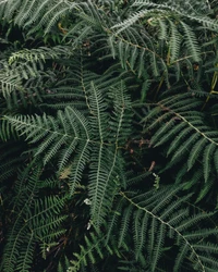 Samambaias verdes exuberantes em um ambiente florestal