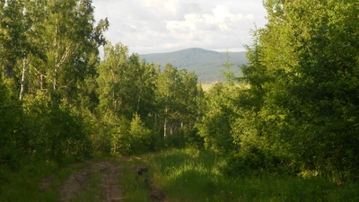 Lush Temperate Coniferous Forest Pathway Surrounded by Verdant Vegetation and Distant Mountains