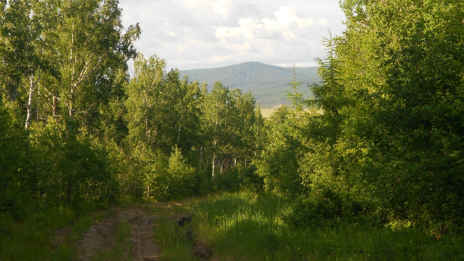 Il y a un chemin de terre entouré d'arbres et d'herbe (végétation, forêt tempérée de conifères, plante, nuage, communauté végétale)