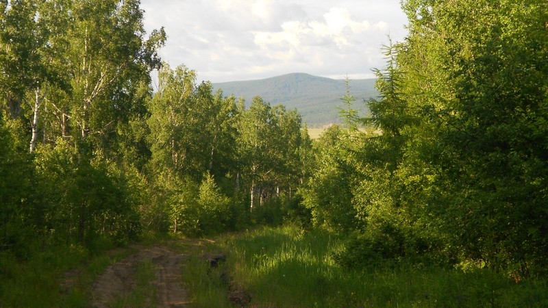 Грязная дорога, окруженная деревьями и травой (растительность, умеренный хвойный лес, растение, облако, растительное сообщество)