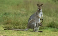 A wallaby with a joey nestled in its pouch, surrounded by lush grassland.