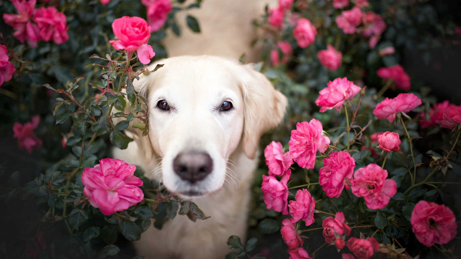 There is a dog that is looking at the camera through the flowers (golden retriever, puppy, papillon dog, retriever, cat)