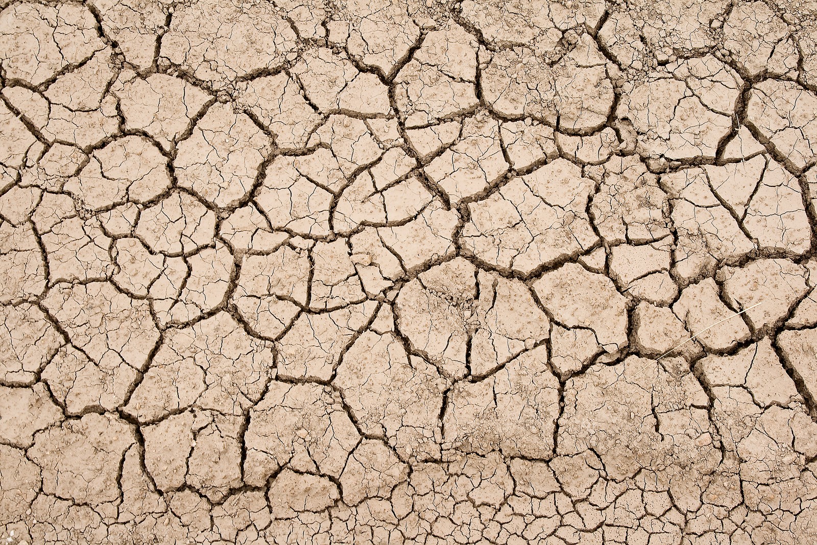 Un primer plano de una pared agrietada con una pequeña planta creciendo de ella (tierra, textura, sequía, suelo, patrón)