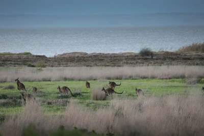 Des kangourous paissent dans une prairie sereine près de l'eau, mettant en valeur la riche faune de l'écosystème naturel de l'Australie.