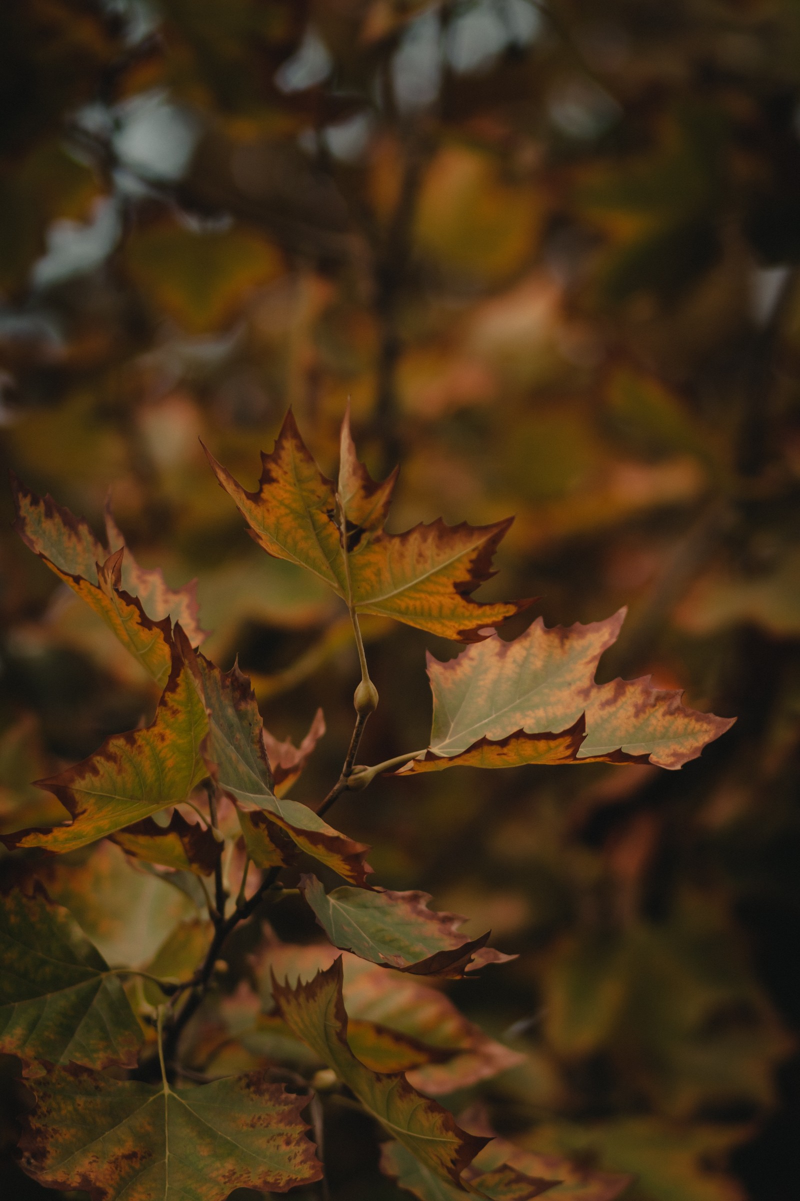 Un gros plan d'une feuille sur un arbre (feuille dérable, feuille, arbre, plante, automne)