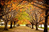 automne, arbre, feuille, nature, branche