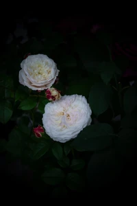 Blooming Cabbage Roses in a Serene Garden