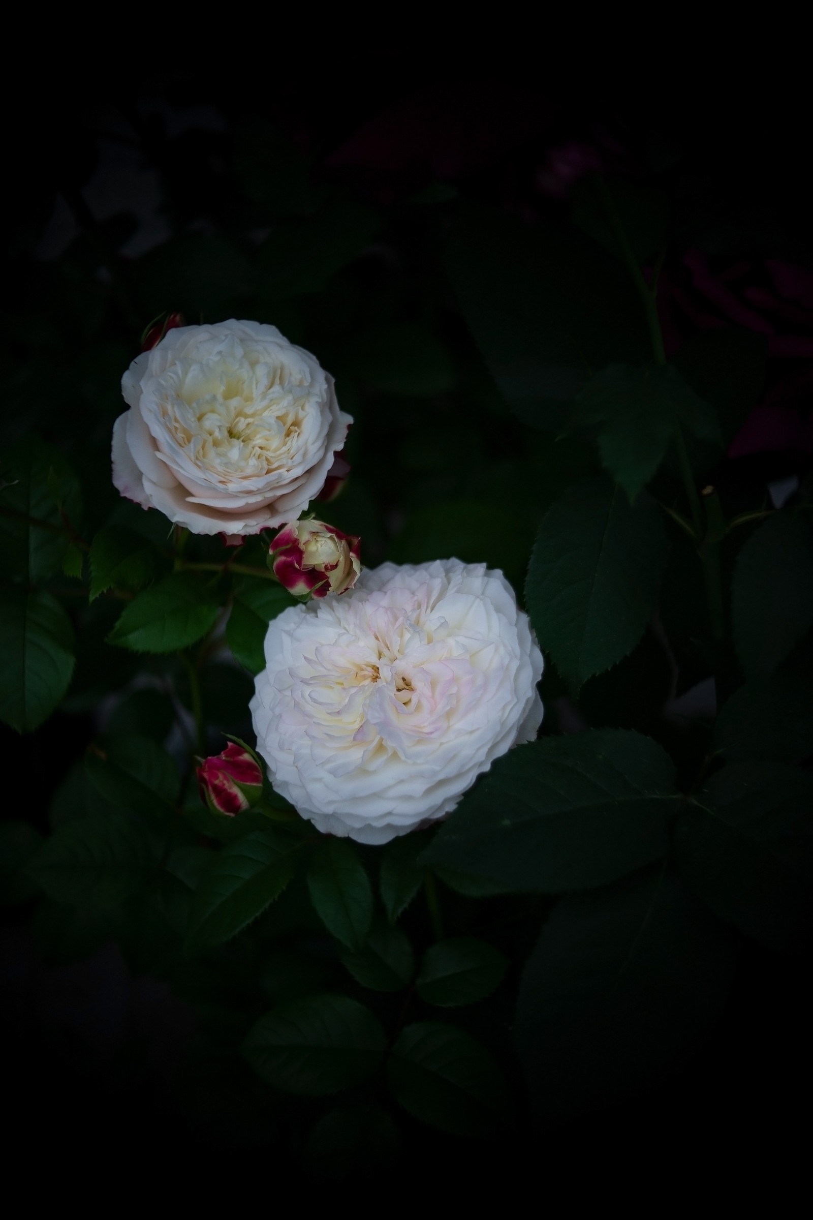 Há duas rosas brancas que estão florescendo na escuridão (pétala, rosas de jardim, rosa de repolho, flor, botão)