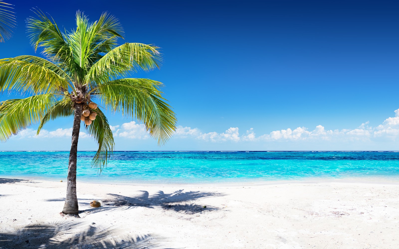 Un palmier sur la plage avec un ciel bleu et de l'eau (plage, palmiers, mer, tropiques, palmier)