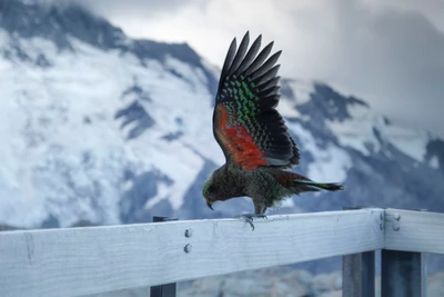 Un vibrante pájaro kea posado en una barandilla de madera con las alas extendidas, contra un fondo de montañas cubiertas de nieve.