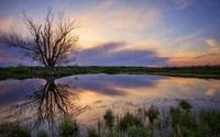 natur, reflexion, wasser, baum, wolke