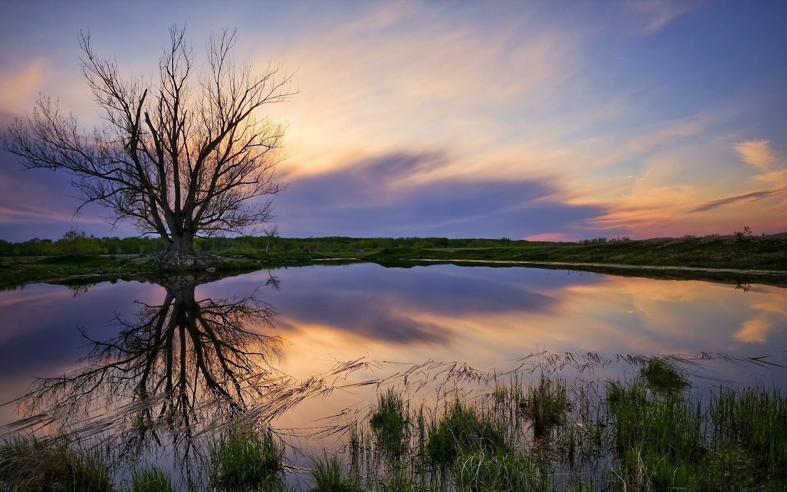 A tree is standing in the water with a sunset in the background (nature, reflection, water, tree, cloud)