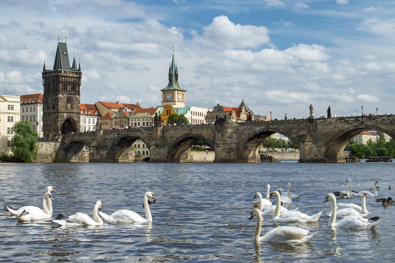 Лебеди и утки плавают в реке с мостом на заднем плане (карлов мост, charles bridge, мост, птица, водоплавающая птица)