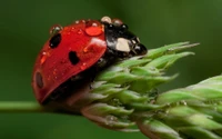 insect, leaf beetle, macro photography, arthropod