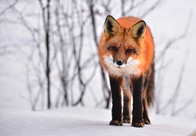 Renard rouge majestueux dans un paysage d'hiver