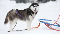 Husky siberiano pronto para trenó em uma paisagem nevada