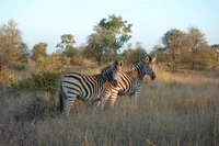 Cebras pastando en el paisaje de sabana del Parque Nacional Kruger