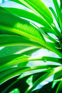 Close-Up of Dew-Kissed Banana Leaves in Vibrant Green