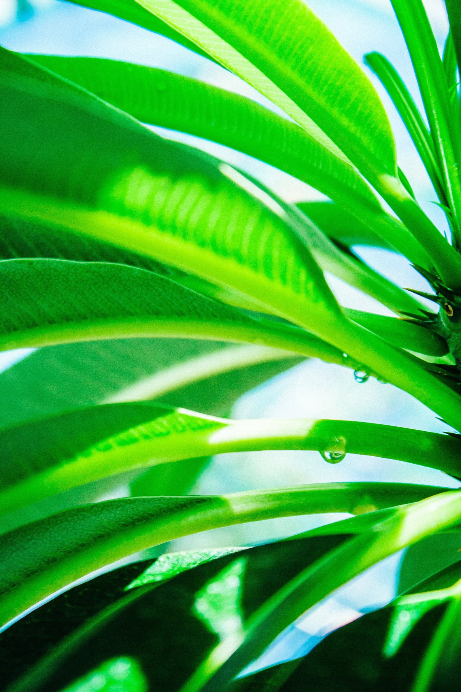 Un gros plan d'une plante avec des gouttes d'eau dessus (plantes, feuille, rosée, vert, plante)