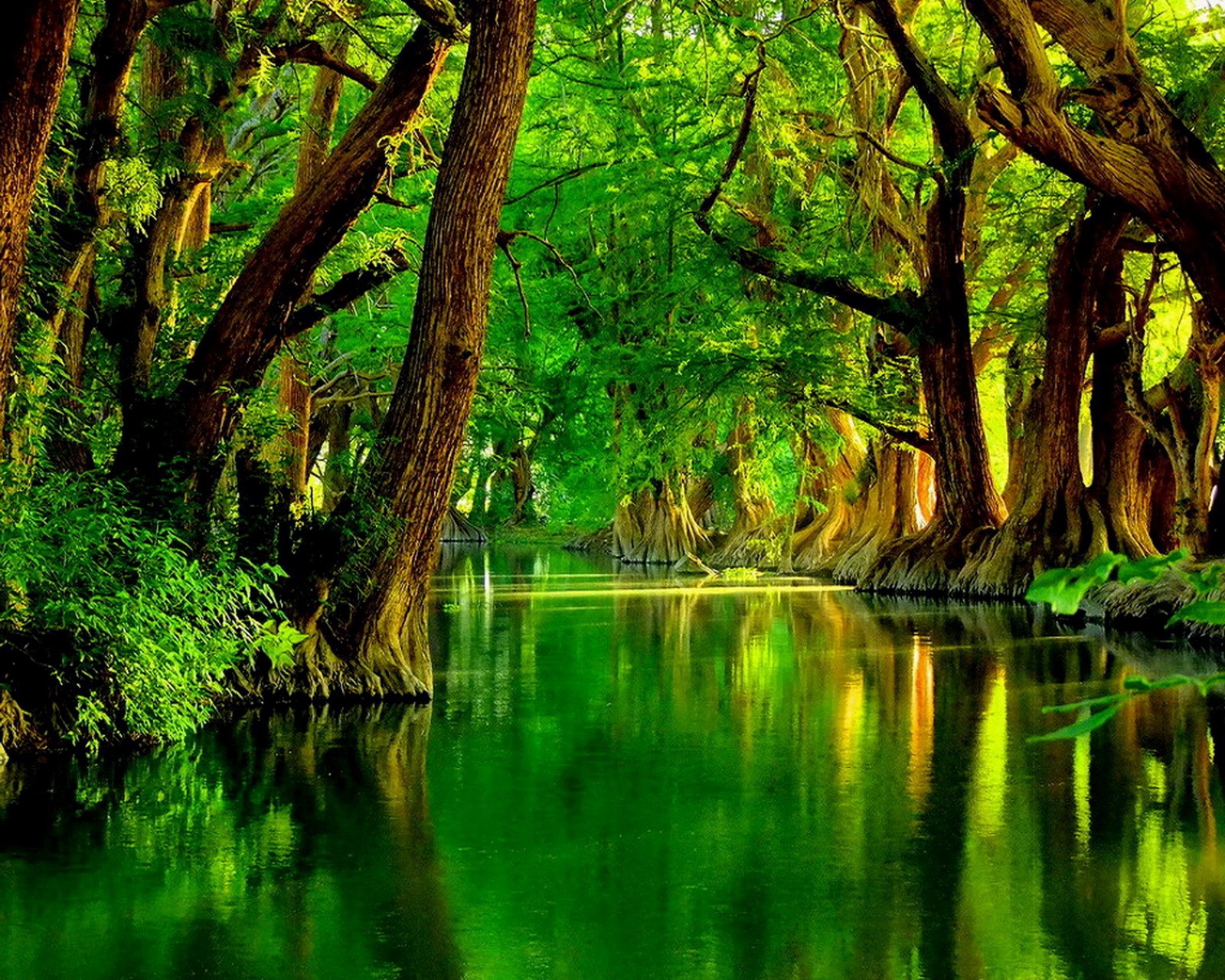 A view of a river surrounded by trees and green foliage (beautiful, green nature river trees)