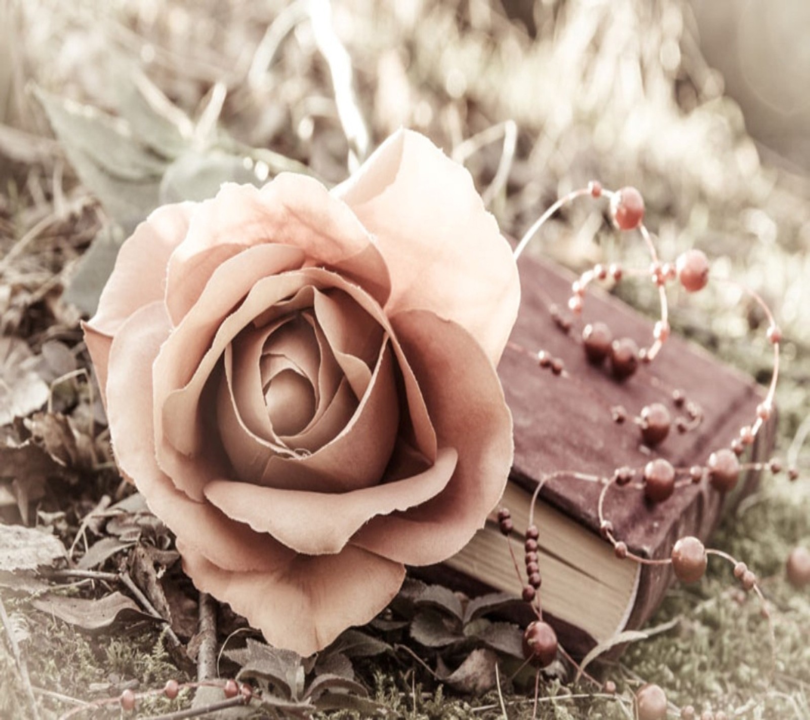 Uma rosa que está sobre um livro no chão (bonito, rosa)