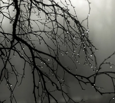 Dewdrops delicados en ramas desnudas en la niebla