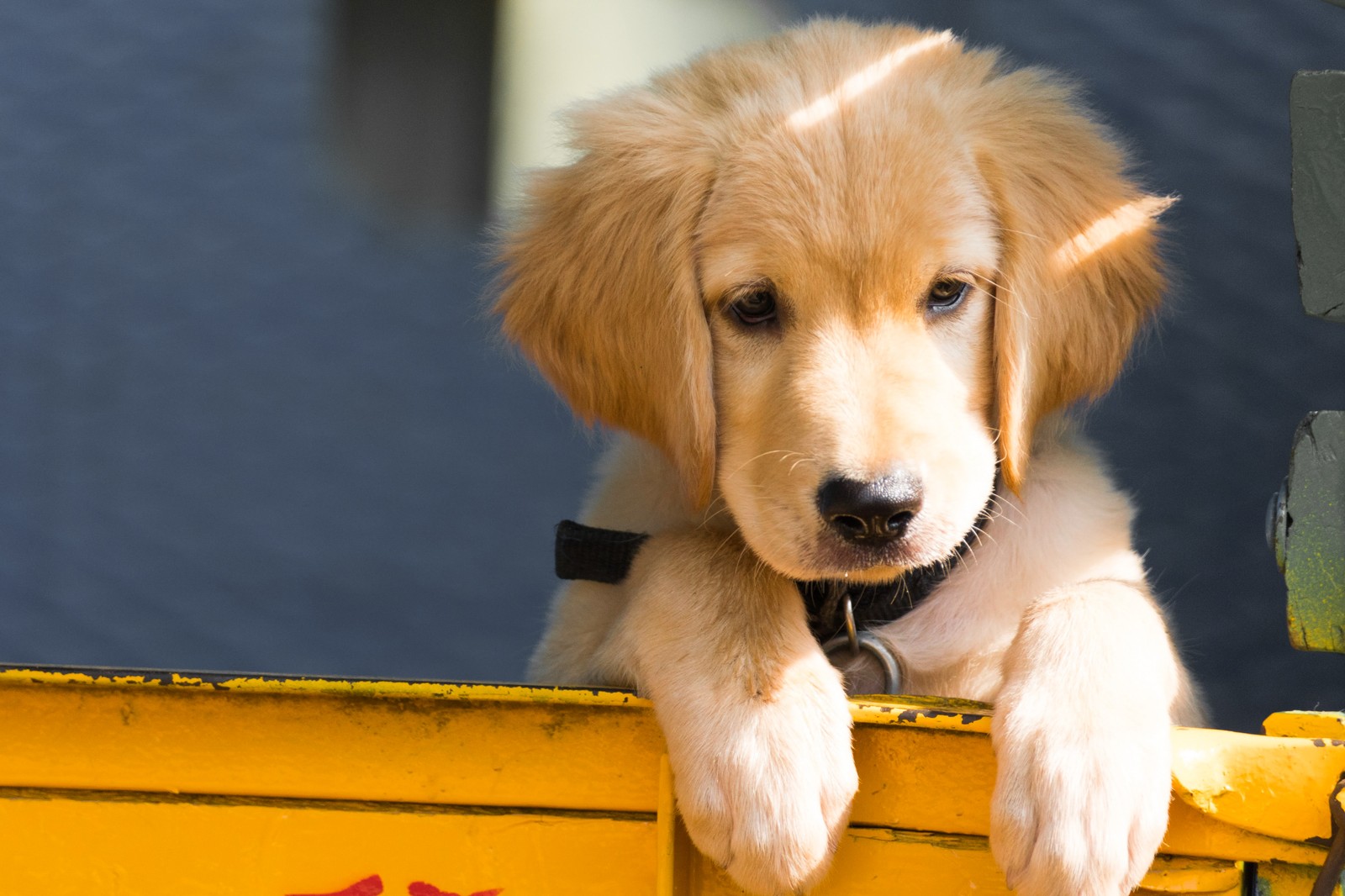 Há um cachorro sentado no banco de trás de uma caminhonete (cachorro, dourado, pastor, cão, perro)