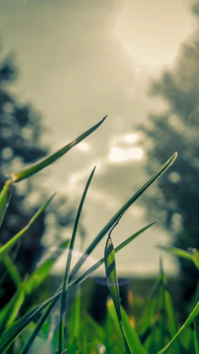 grama, verde, natureza