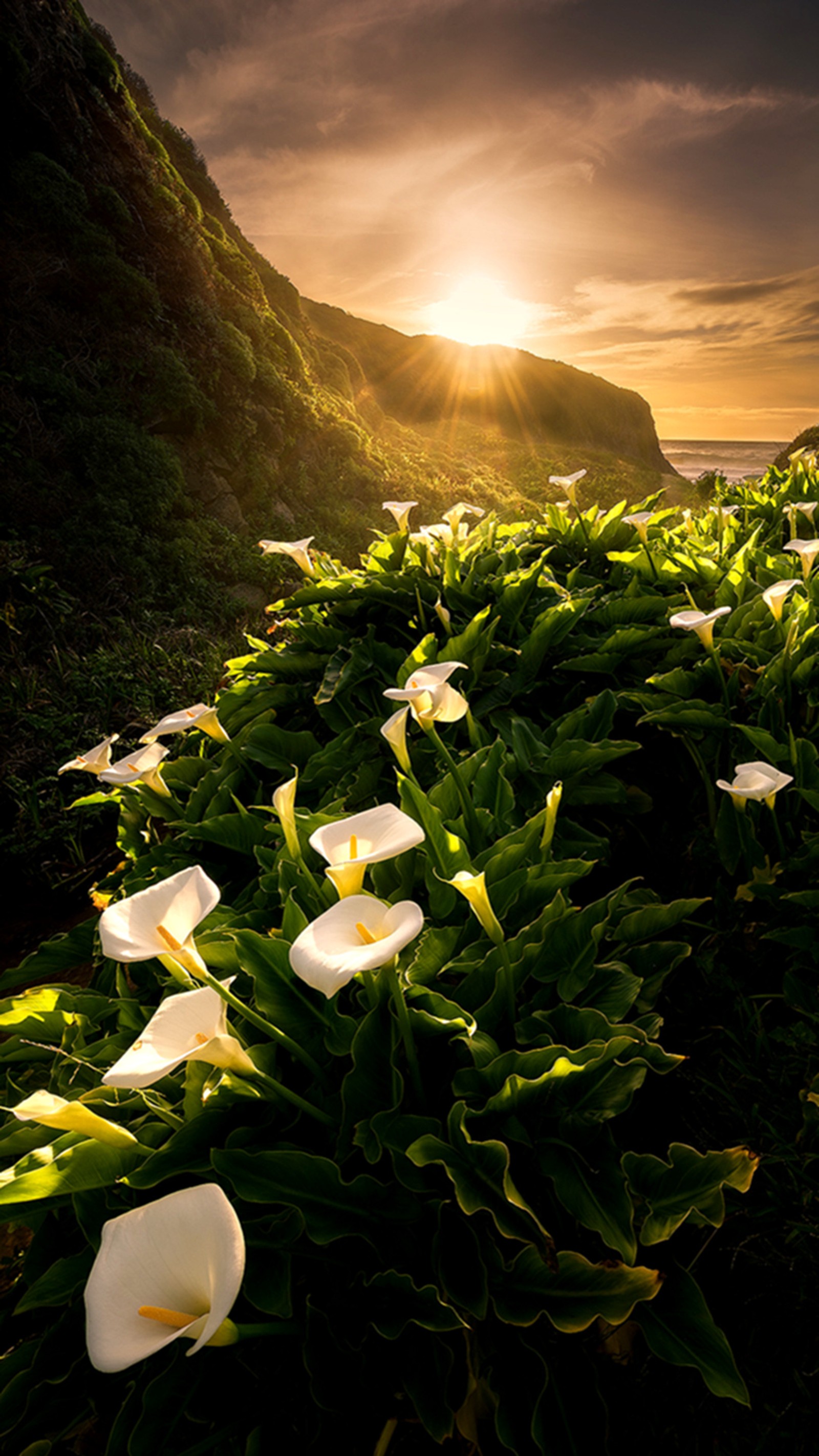 Eine verwunschene aussicht auf ein blumenfeld mit sonnenuntergang im hintergrund (lilien, frühling)