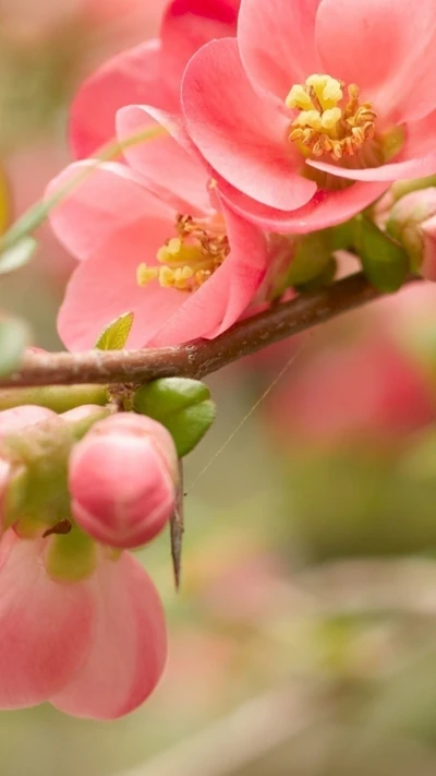 blossom, flowers, pink