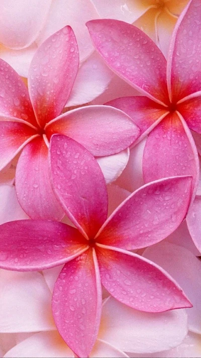 Hermosas flores rosas con gotas de lluvia