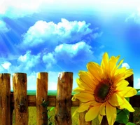 Vibrant Sunflower Against a Blue Sky and Cloudy Horizon