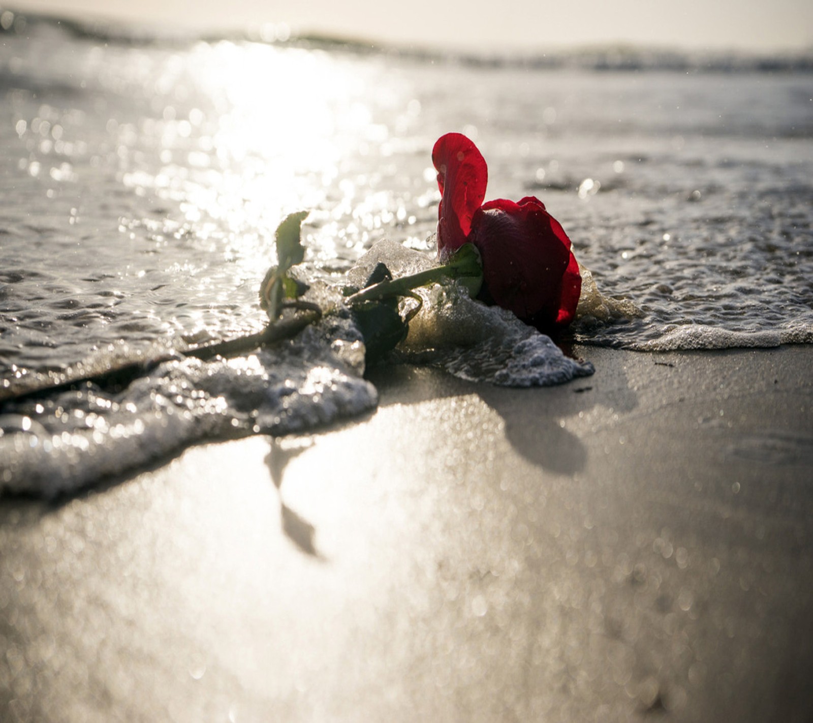 Hay una rosa que está en la playa junto al agua (rojo, rosa)