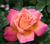 belleza, flor, naturaleza, rosa